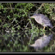 heron bioro-border